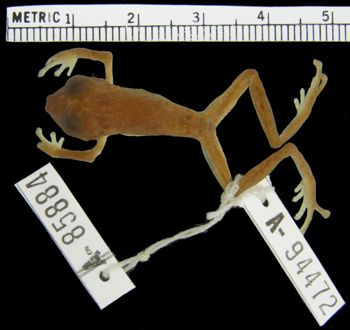 Media type: image; Herpetology A-94472
